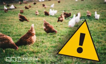 „UWAGA! RZEKOMY POMÓR DROBIU – OBSZAR ZAGROŻONY”.